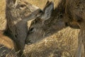 Portrait of a Young Mule Deer and It`s Mother